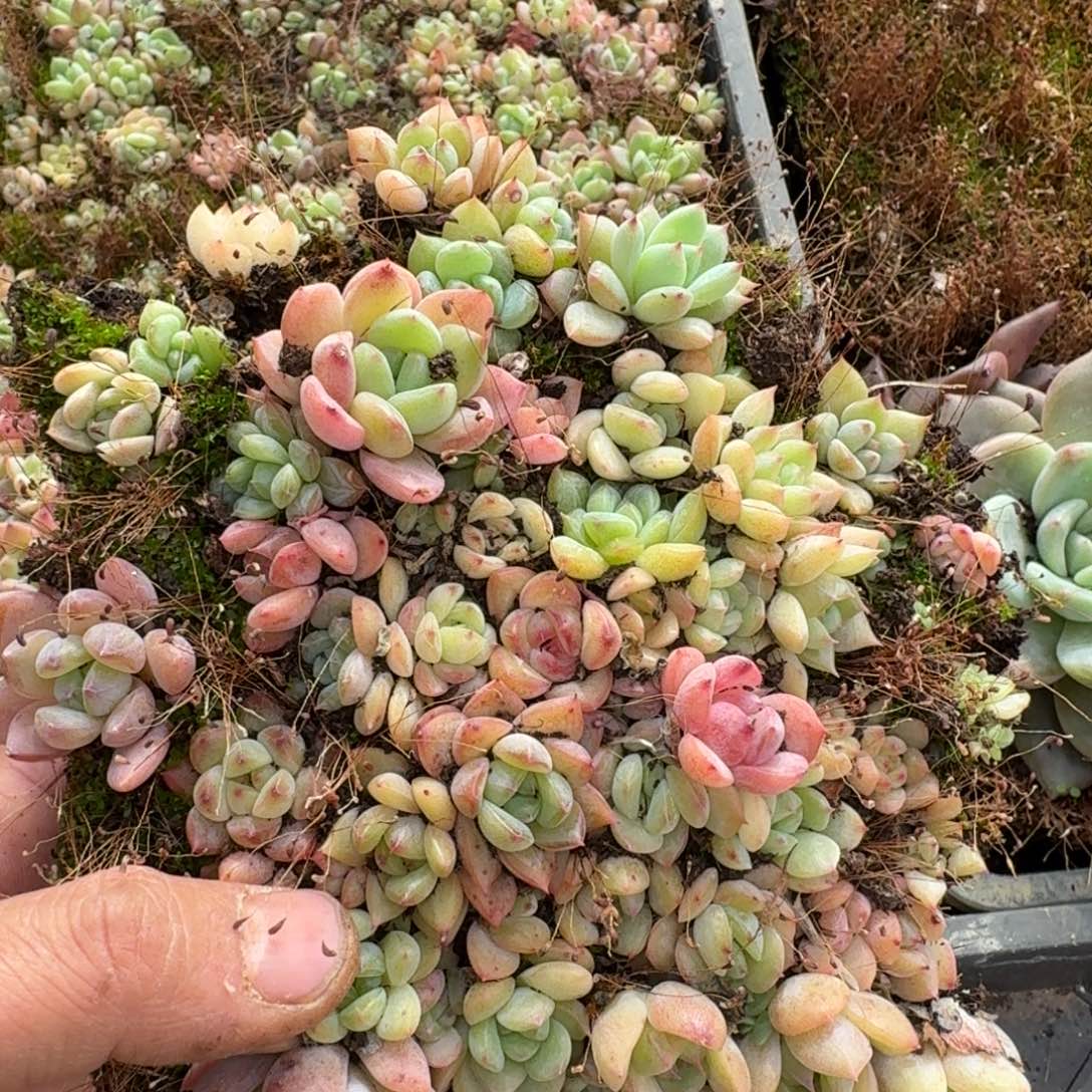 29-35左四宽叶美尼珍妮切糕一份量拍