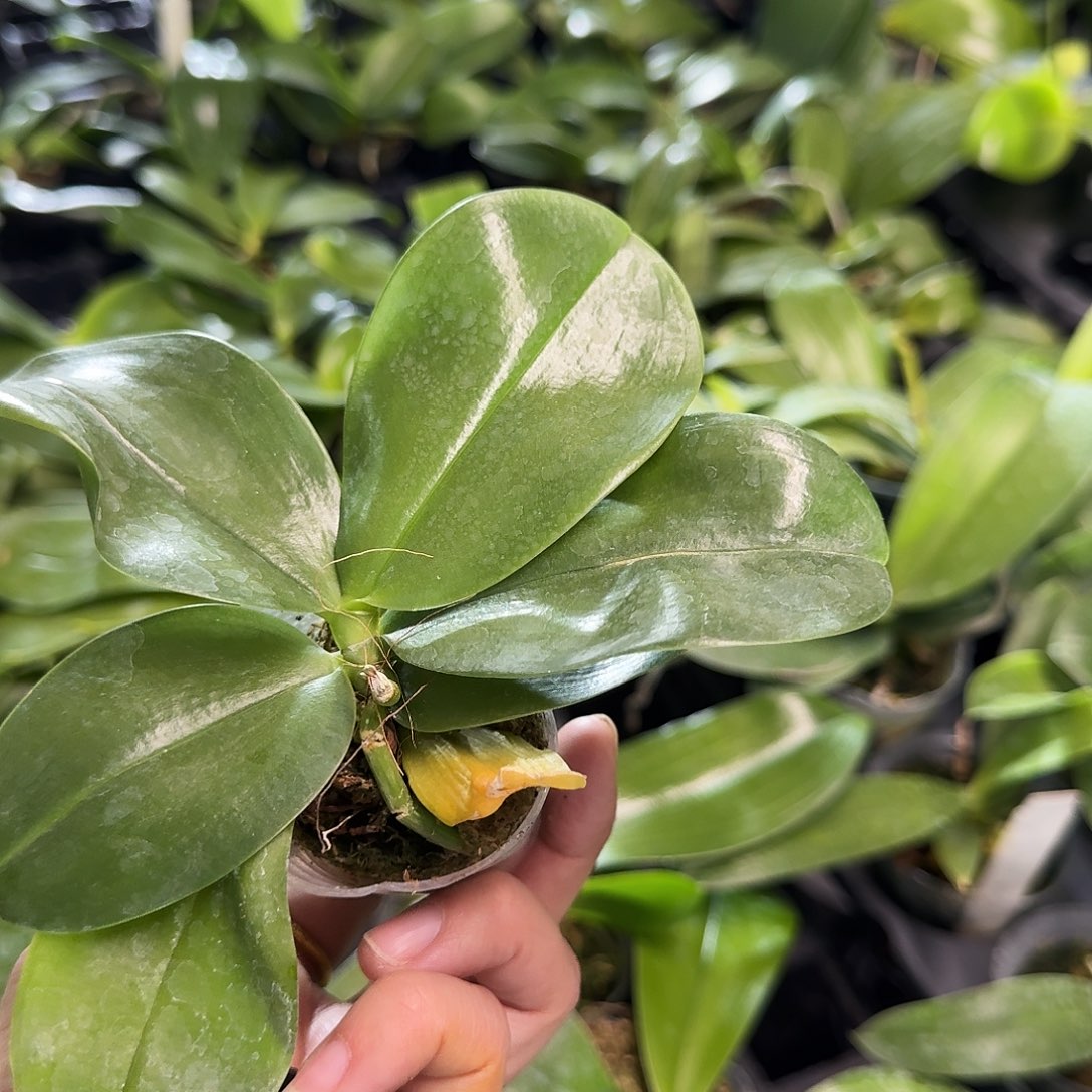 完全开放上**月蝴蝶兰