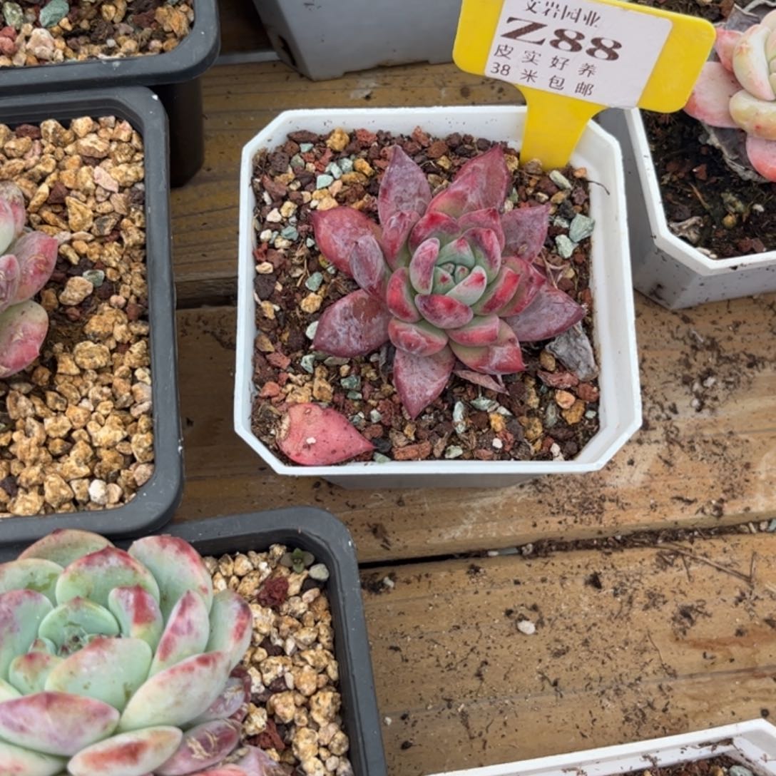 ?*一多肉植物1111111