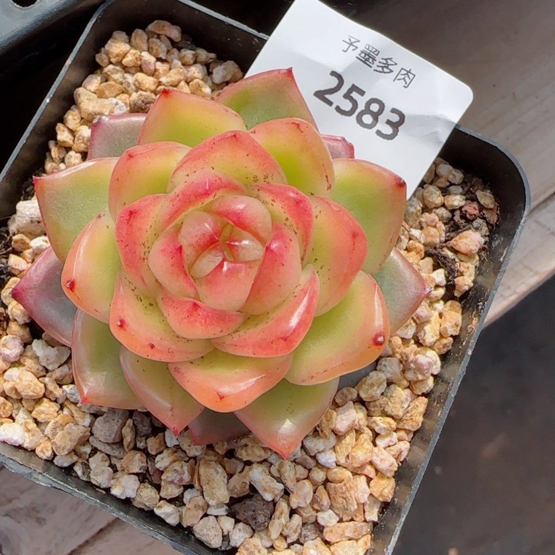 水晶珍妮锦，2583多肉植物