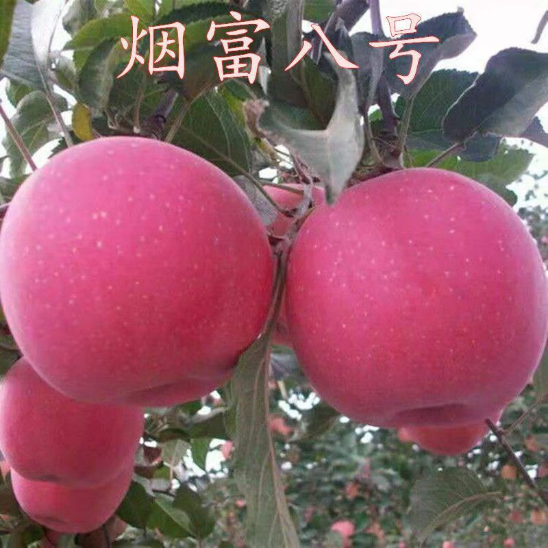 烟富八号苹果树苗众成秦富系列早熟晚熟苹果嫁接树苗南北方种植