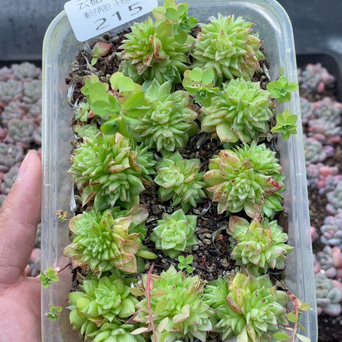 云糖心多肉植物215