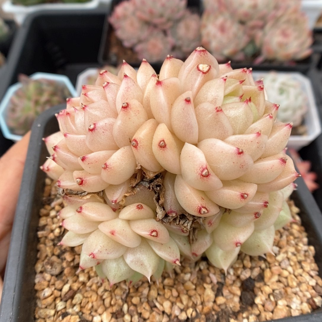 油透麦秆群生4987号。