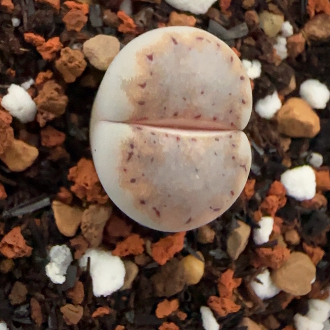 879饼干清框福利30包邮