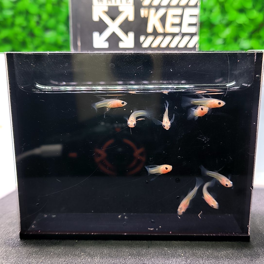 孔雀鱼幻彩大c苗子8条。