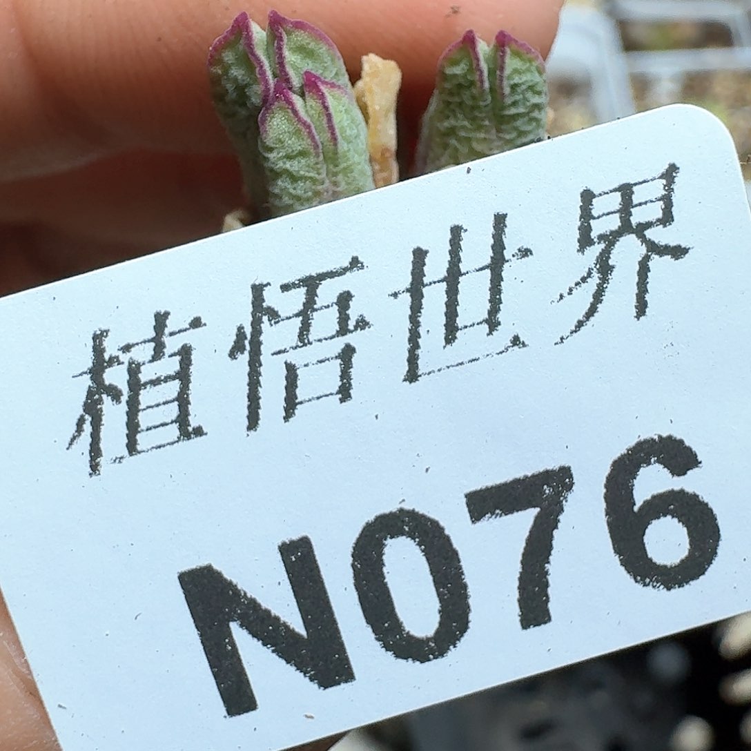 076号多肉植物哇f c