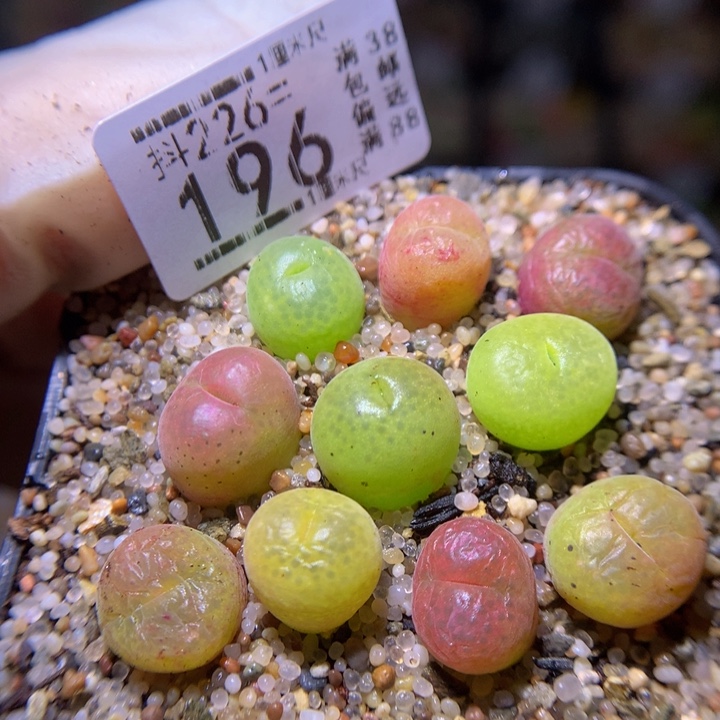 精品生石花226.196