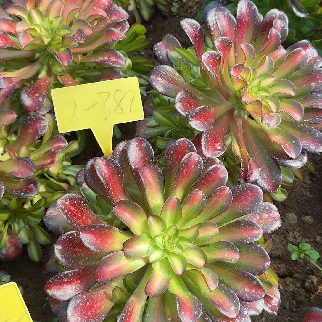 2-382---多头多肉植物夕阳