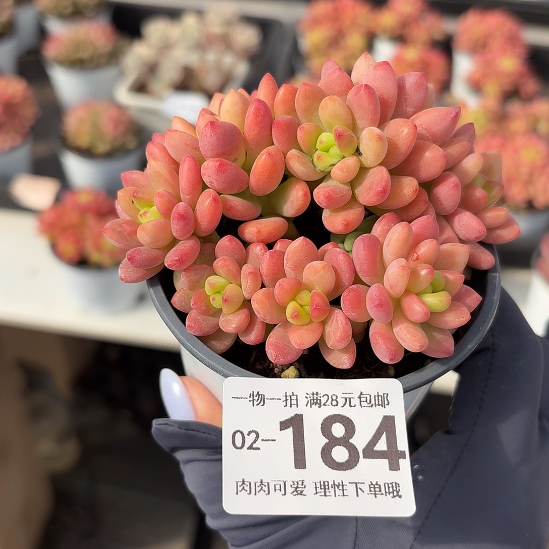 香格里拉无盆土发货