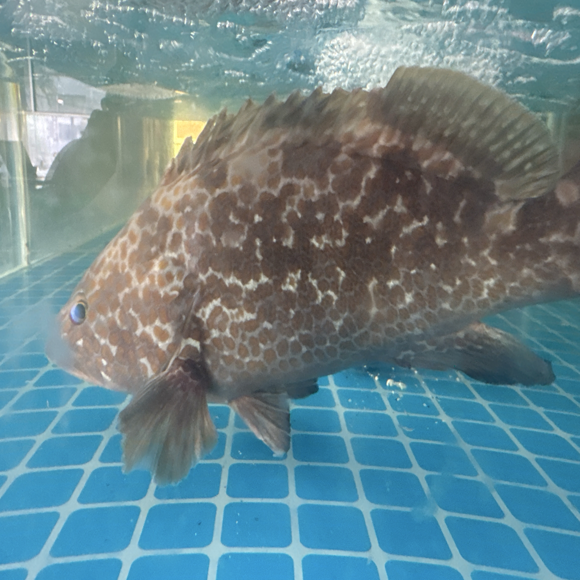 天然贵鱼正斑鱼 一斤300