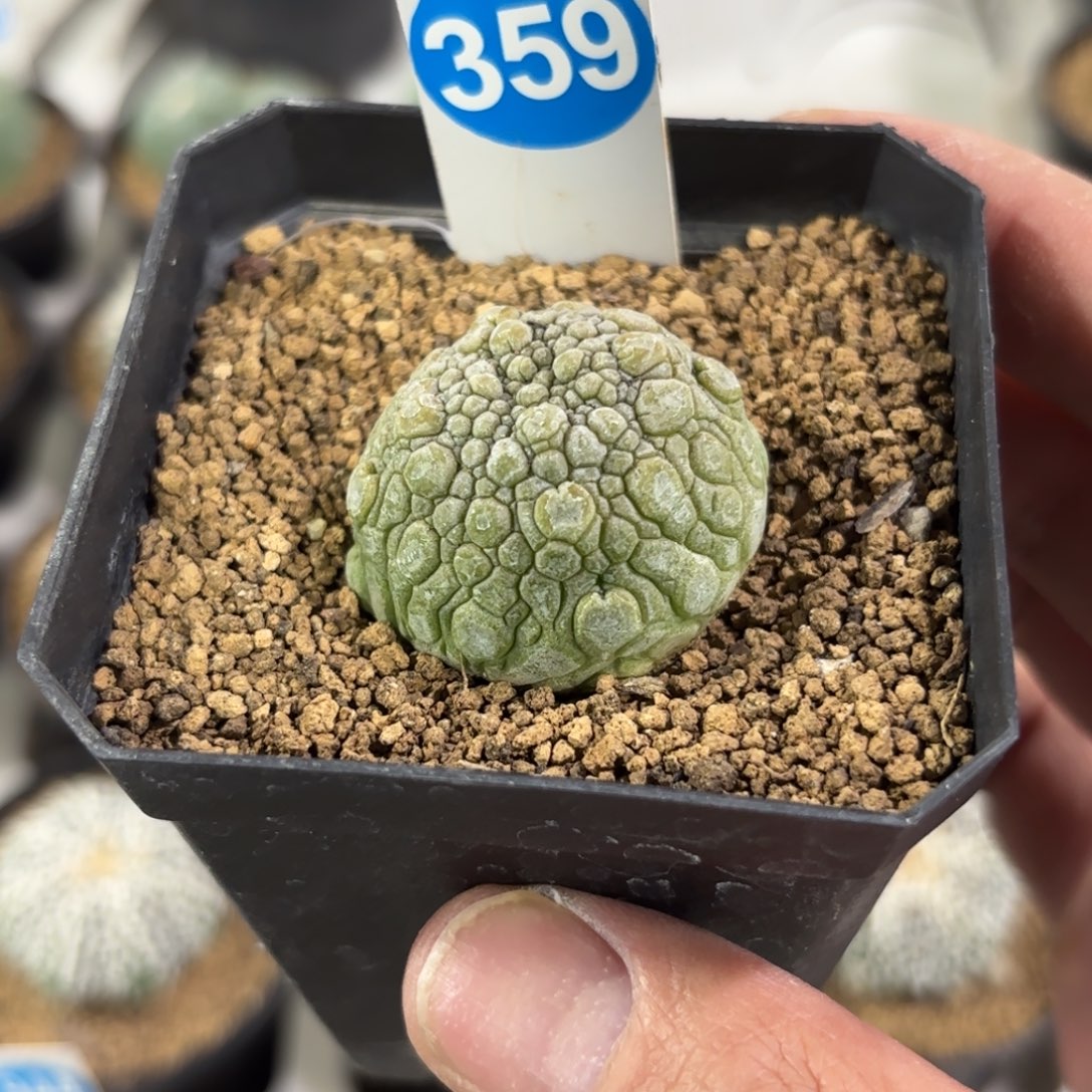 359实生凝蹄玉带盆