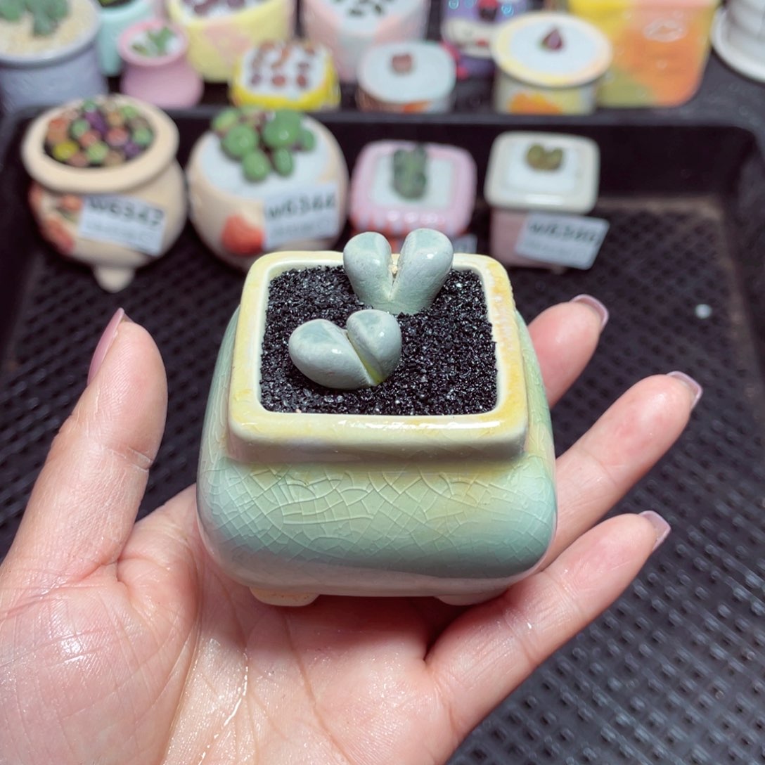 w6347 -零下地区拍保温箱-15支持寄养