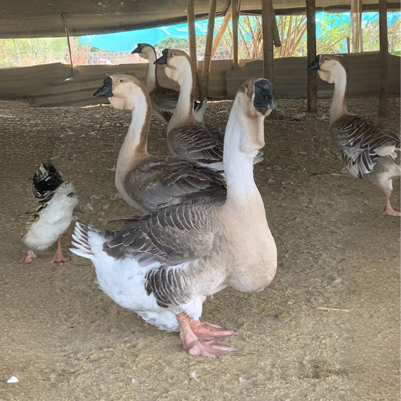 正宗潮汕特大狮子头鹅鸭 脱温 呆萌宠物包活到家