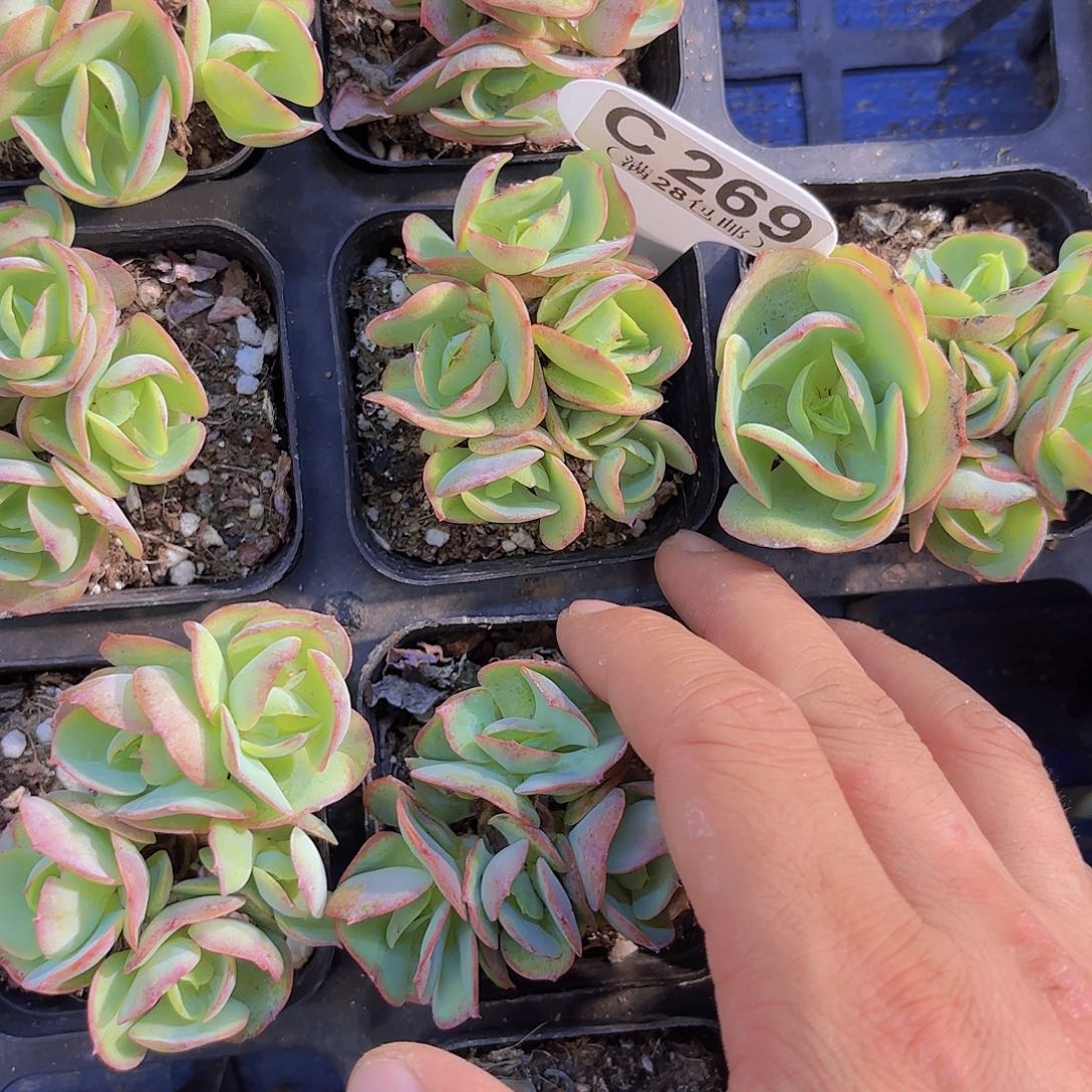 C269碧桃一物一拍