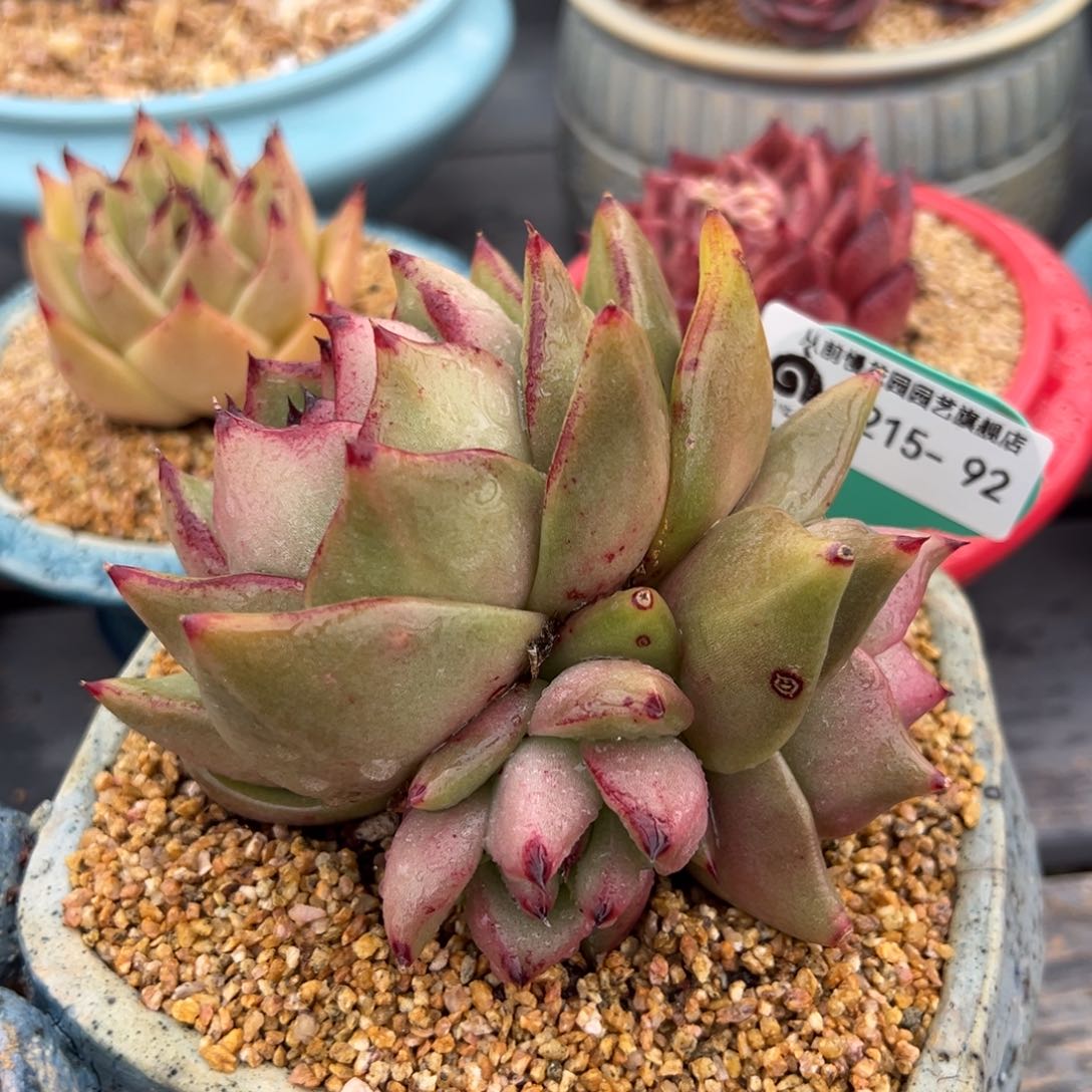 从前慢多肉精选编号0215.92