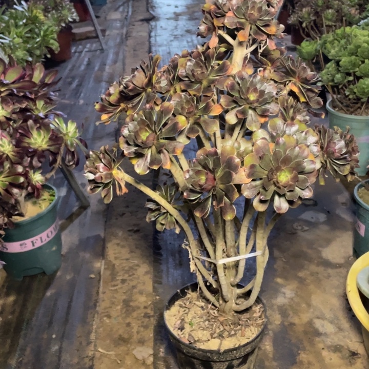34灰法师多肉多肉植物多肉