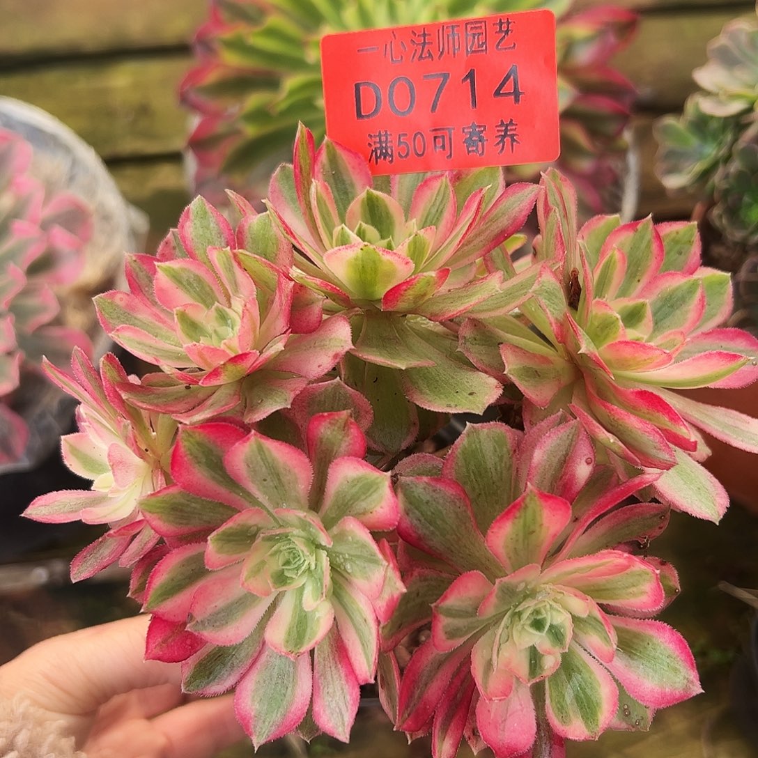 多肉植物0714多肉植物