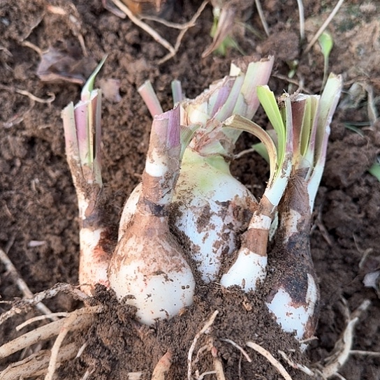 双梦11号 6.5～7主球带7个侧 包对版