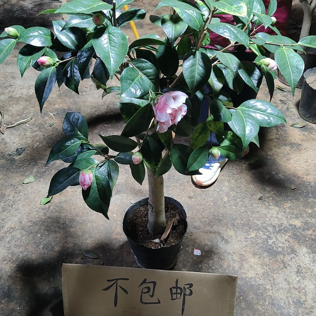 全部花苞玉天使不包邮