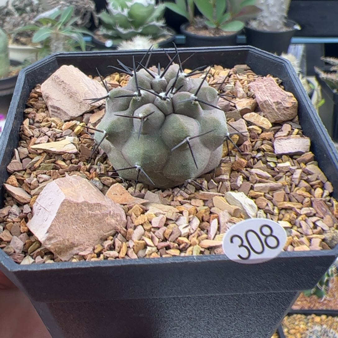 黑王丸实生3一物一拍308