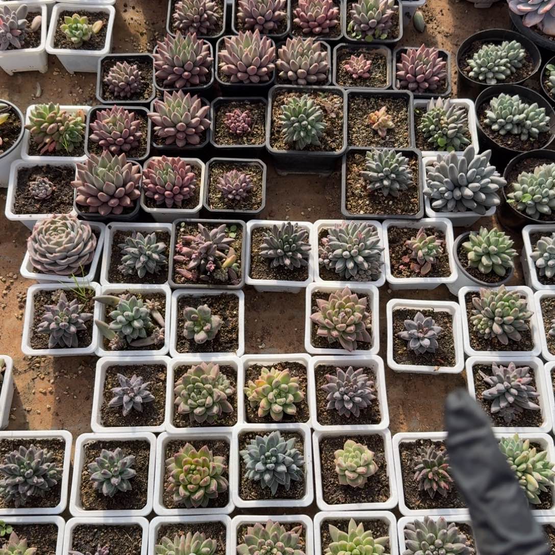 无花朵筐拍十五颗美人系盲盒