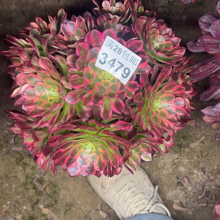 3479朝霞多肉植物