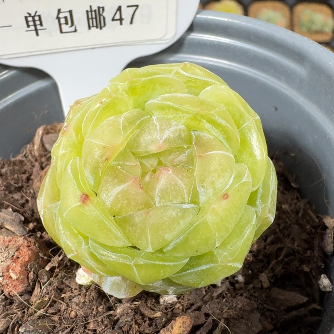 0320-47-素素母本单头尺寸福利