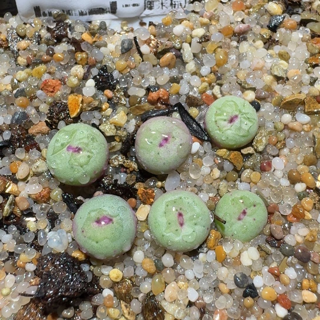 Zzz小黄车里捡漏啦1663