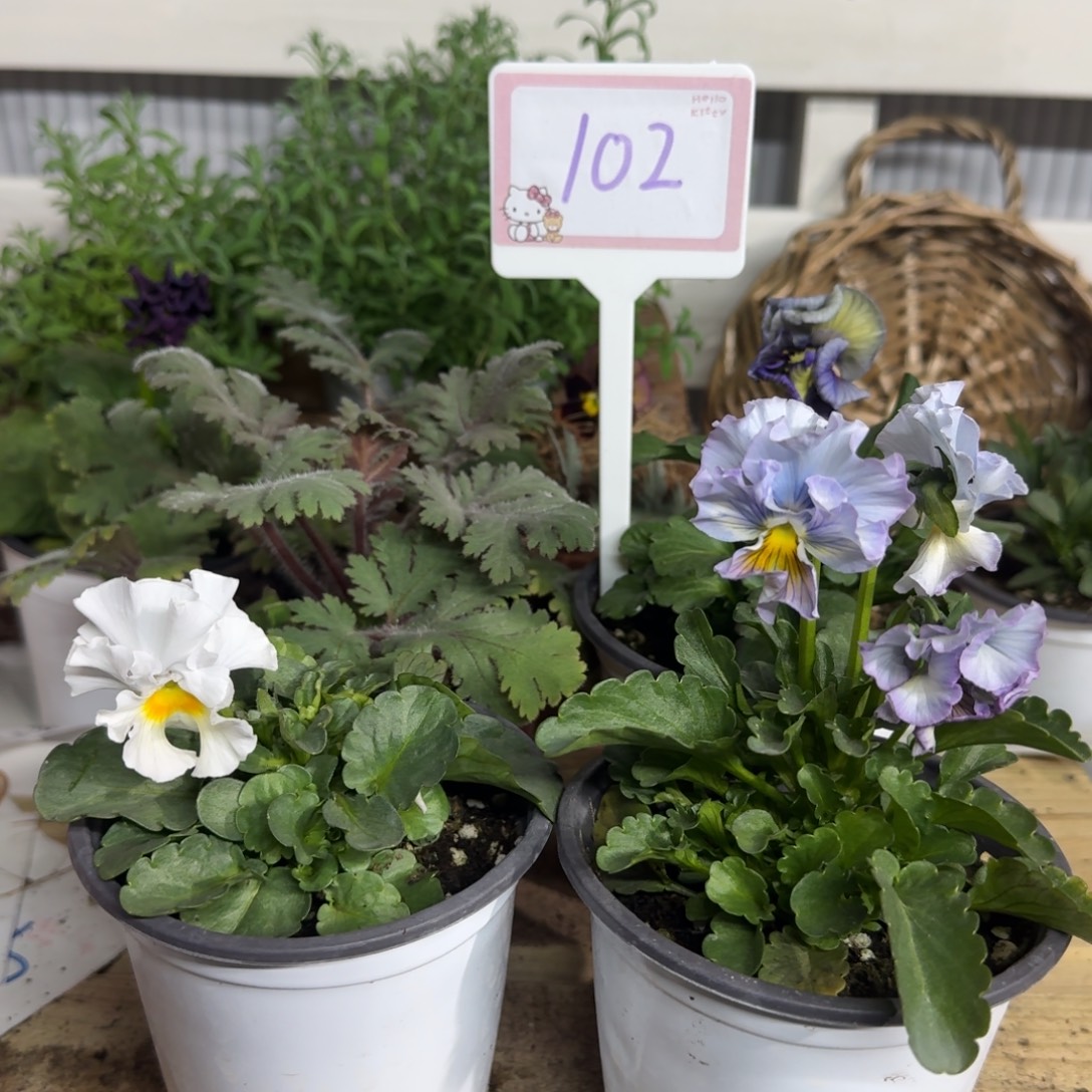 全部花朵1206  抖音102组4棵