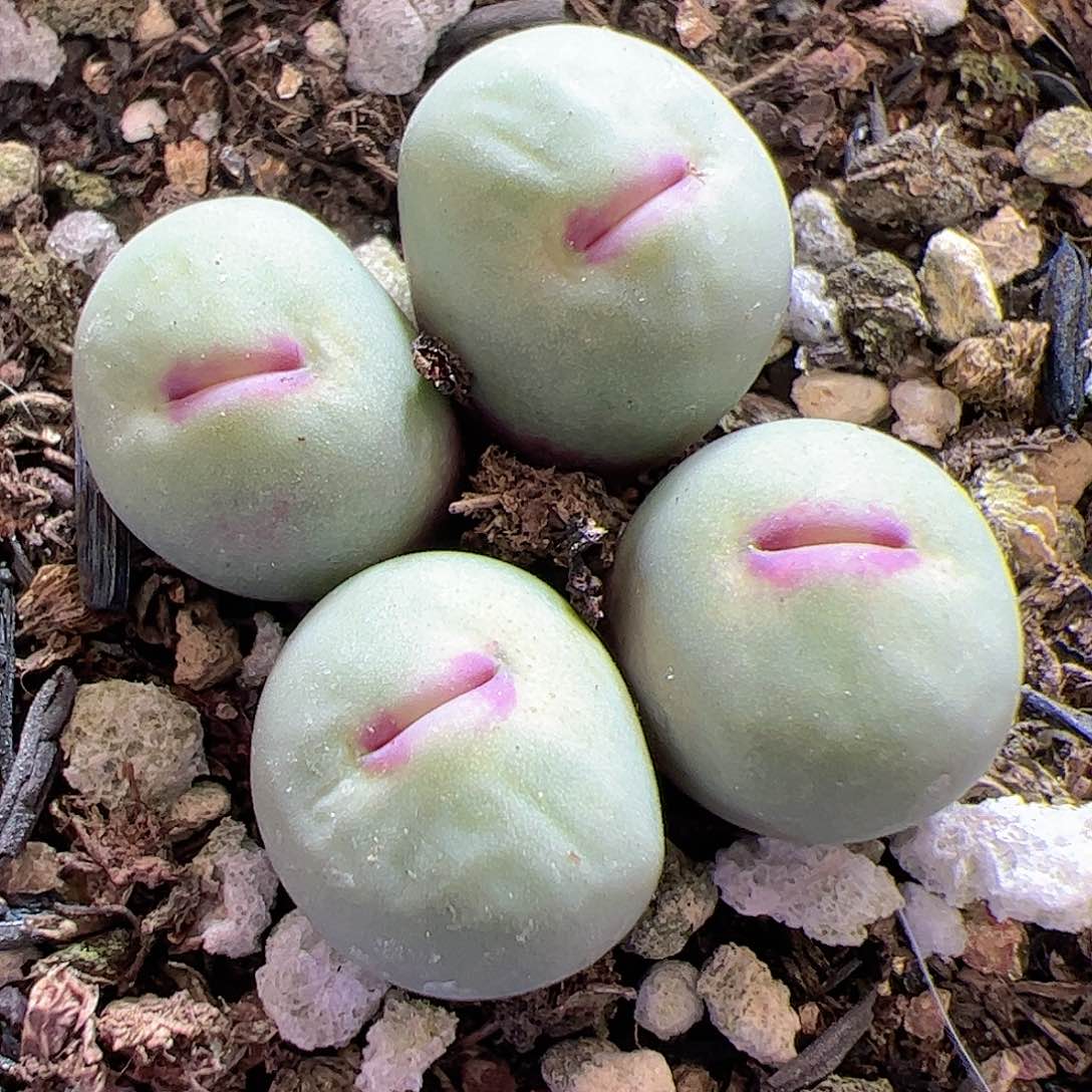 【闪购商品】82 红嘴