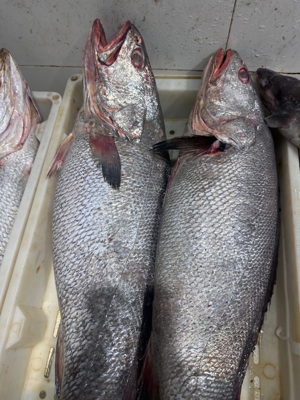 野生鳘鱼 直播现称链接 一单一拍