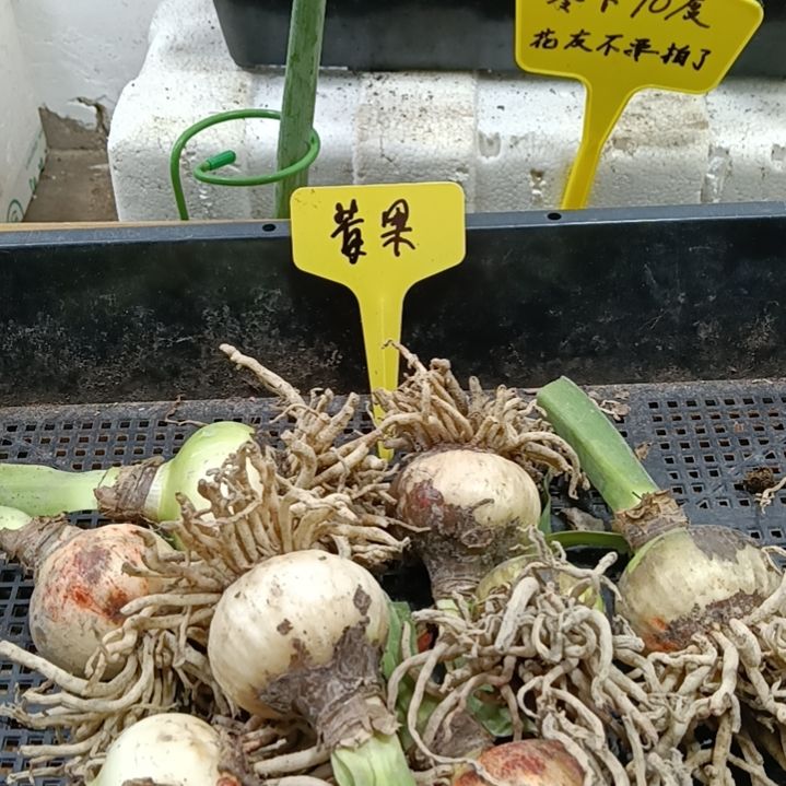 无花朵螺旋梅果3-4发一个