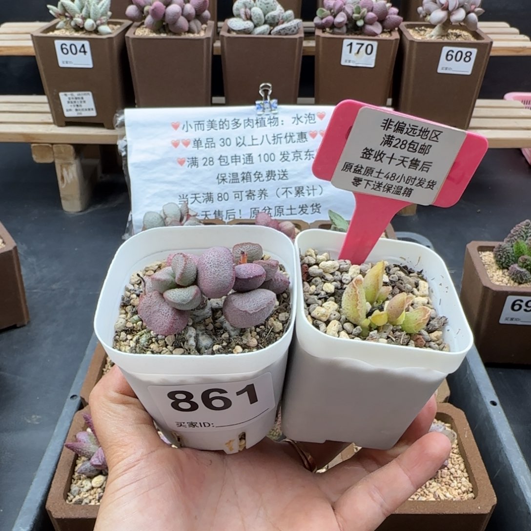 一***二861玲珑草莓多肉植物