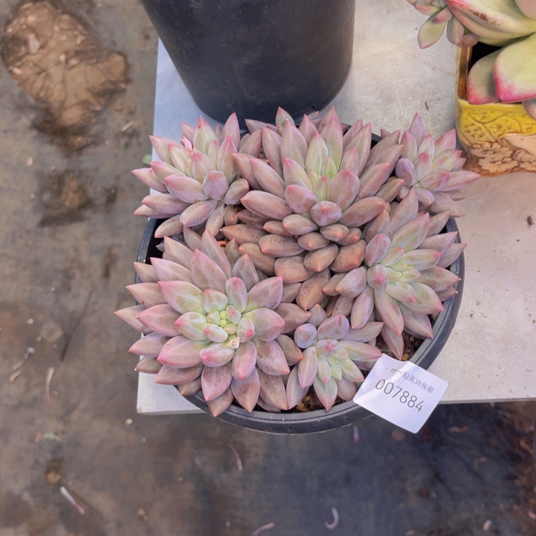 多肉一物一拍7884