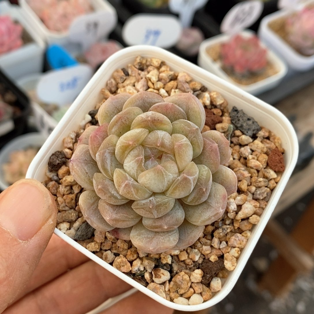 精品多肉一物一拍不包整197