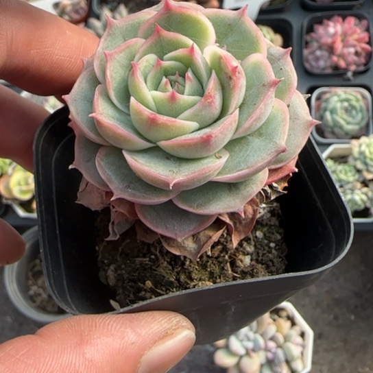 395雪莲多肉植物多