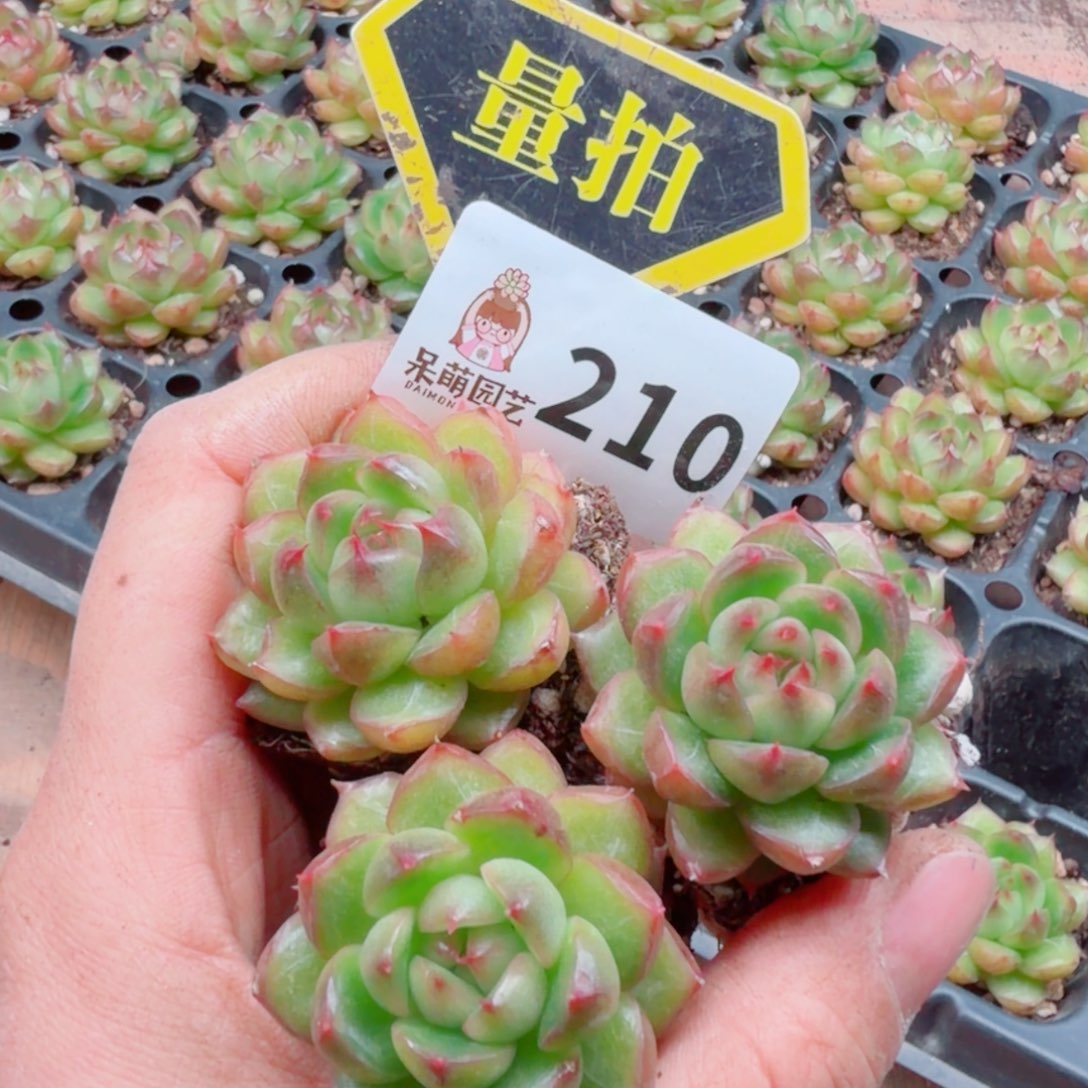 多肉植物多肉植物