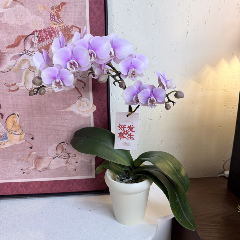 Petal8优选【梦幻情人】 蝴蝶兰组盆摆件客厅门面花艺优雅造型