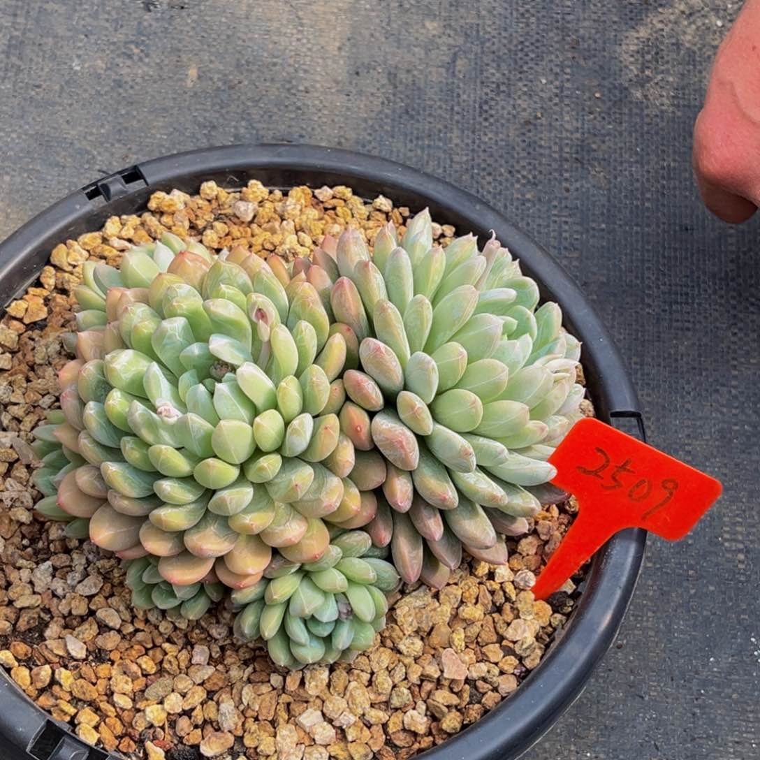 2509号上午多肉植物群生多肉