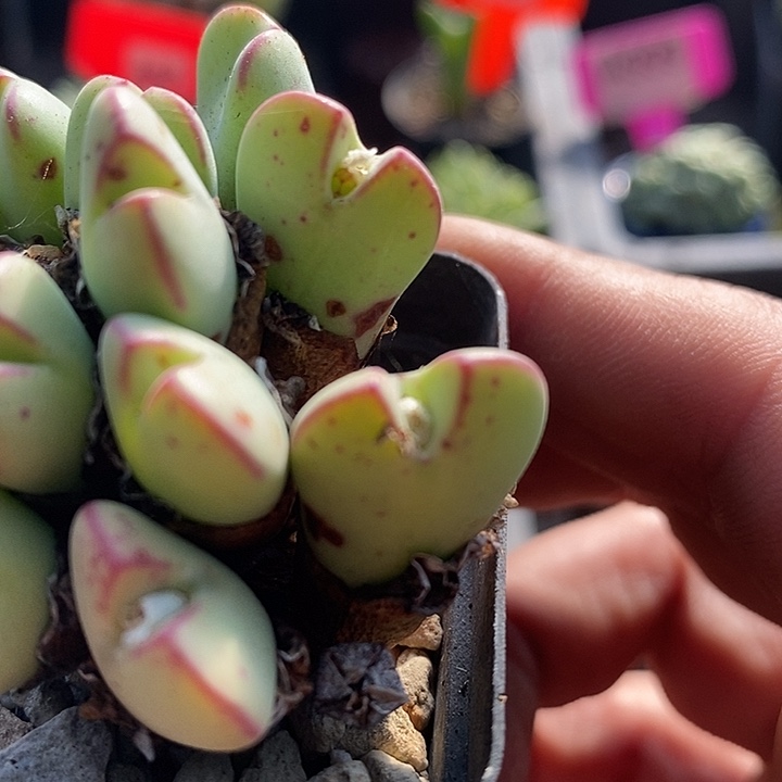 今天晚上你有什么打算4017