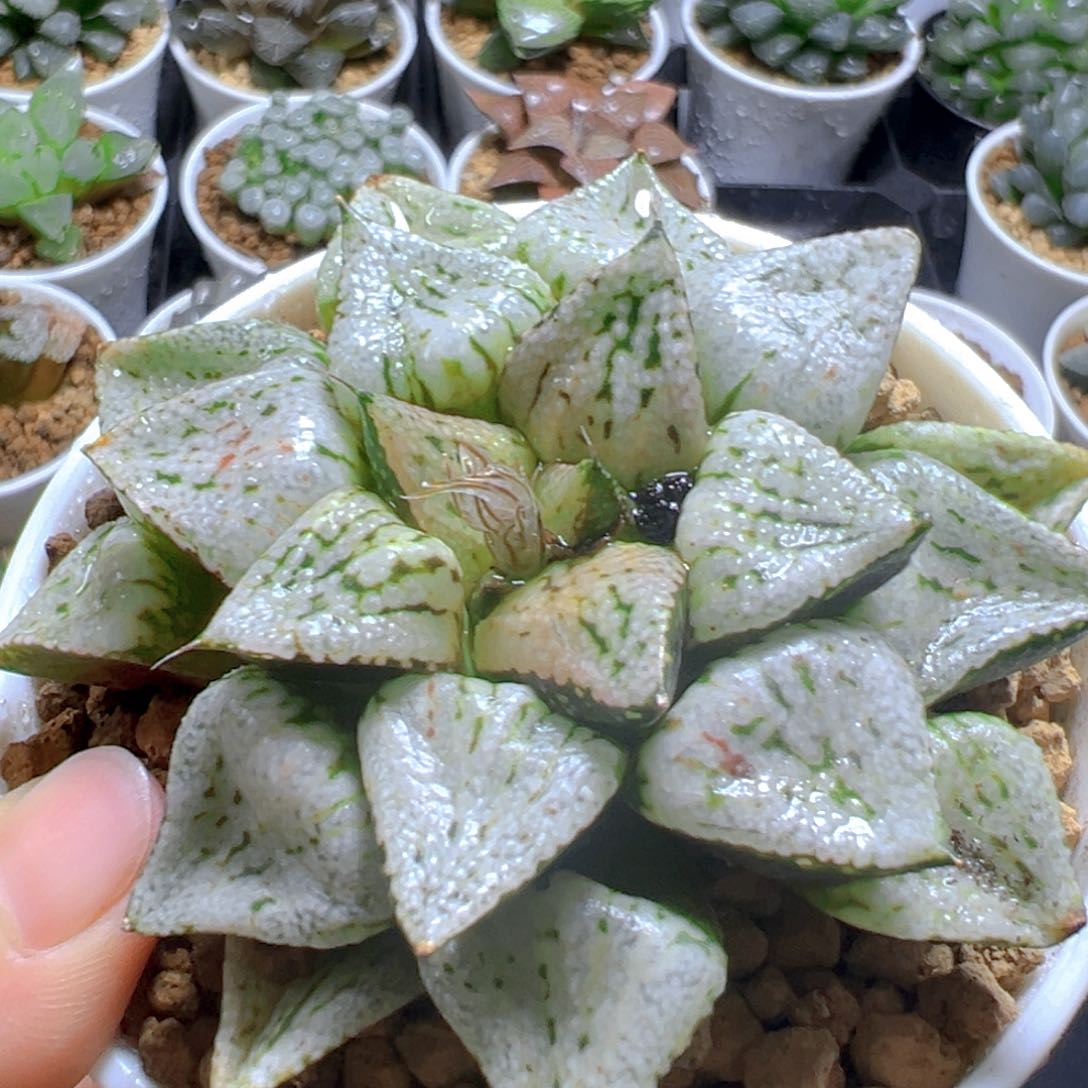 潘多拉魔盒多肉多肉多肉