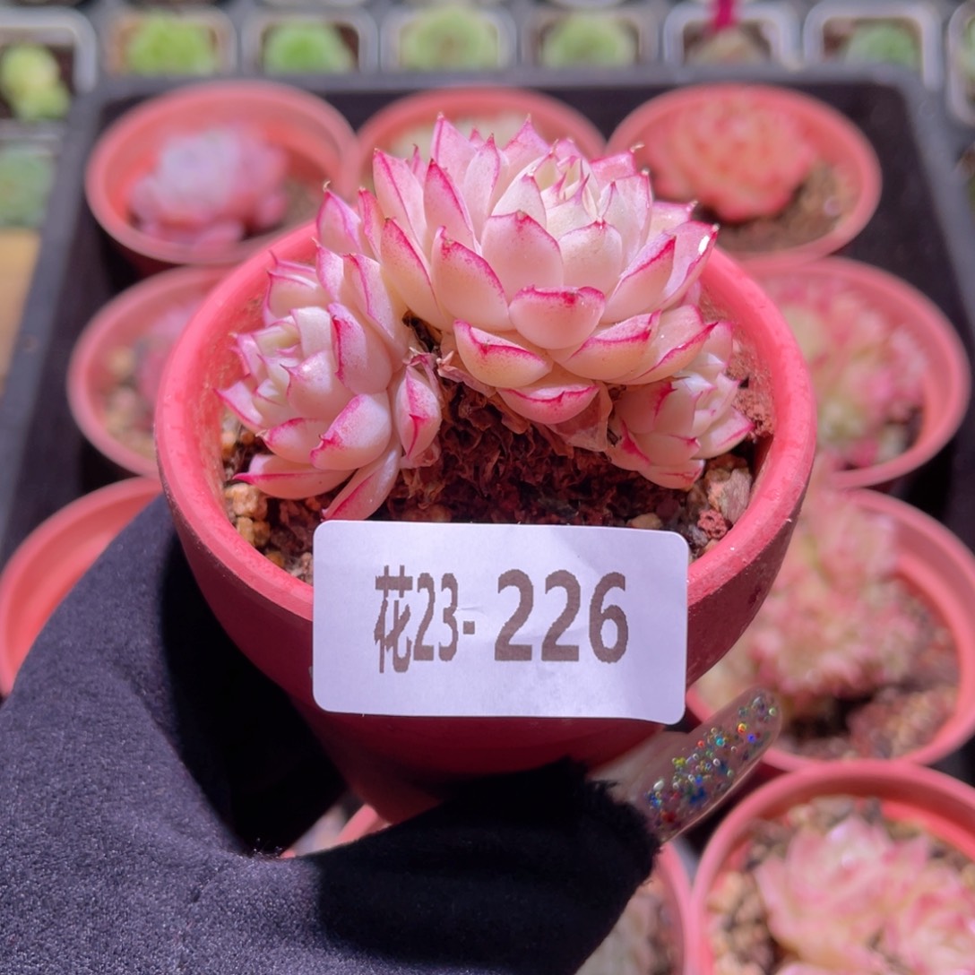 花利美23-226女王含盆脱土发