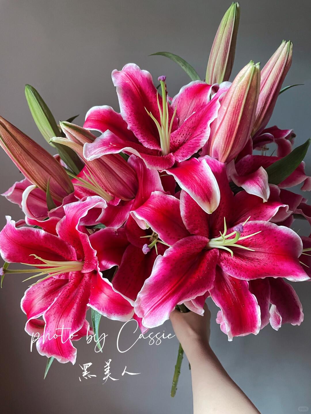 【黑美人卡瓦娜香水百合】鲜花  发货后不支持仅退款 云南基地直发