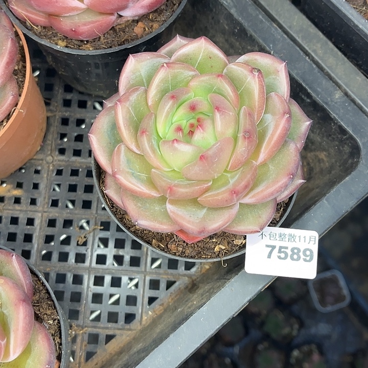 阿雅园艺。         7589Q橙