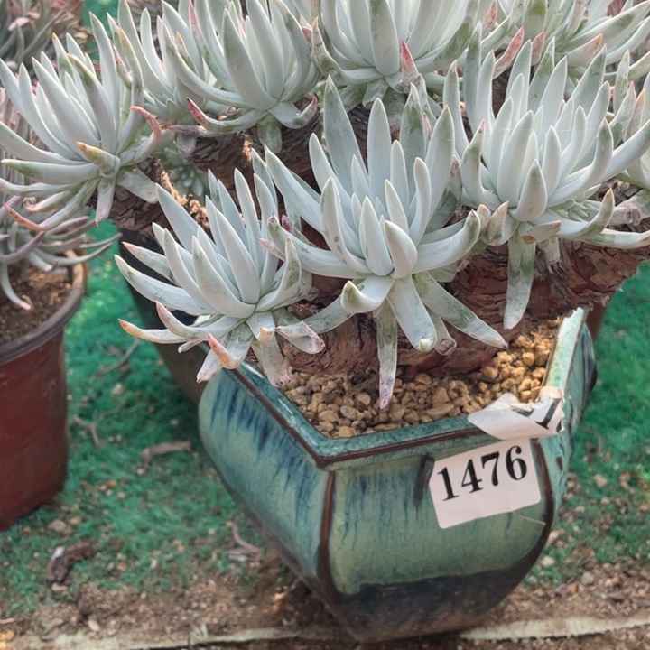 476号雪花山东多肉植物