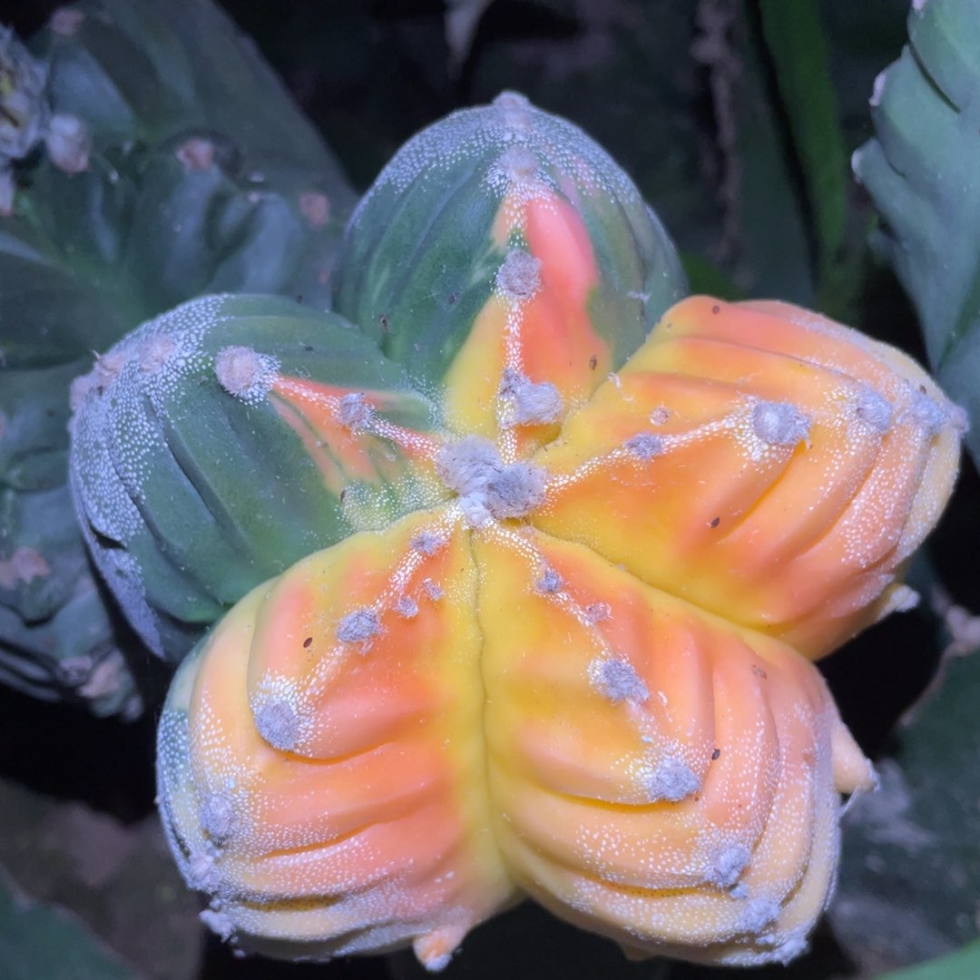 银纱龟甲鸾凤玉锦 仙人球