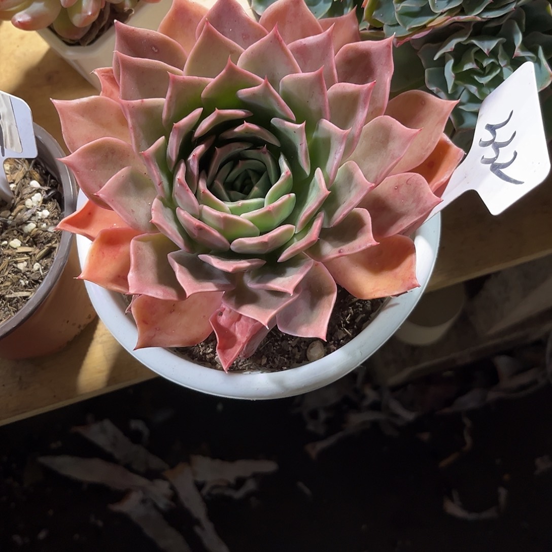 用***300000000000000332