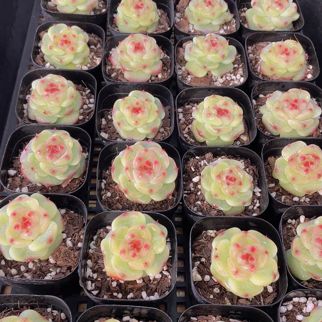 量拍149号 绿菩提珍妮单头一个