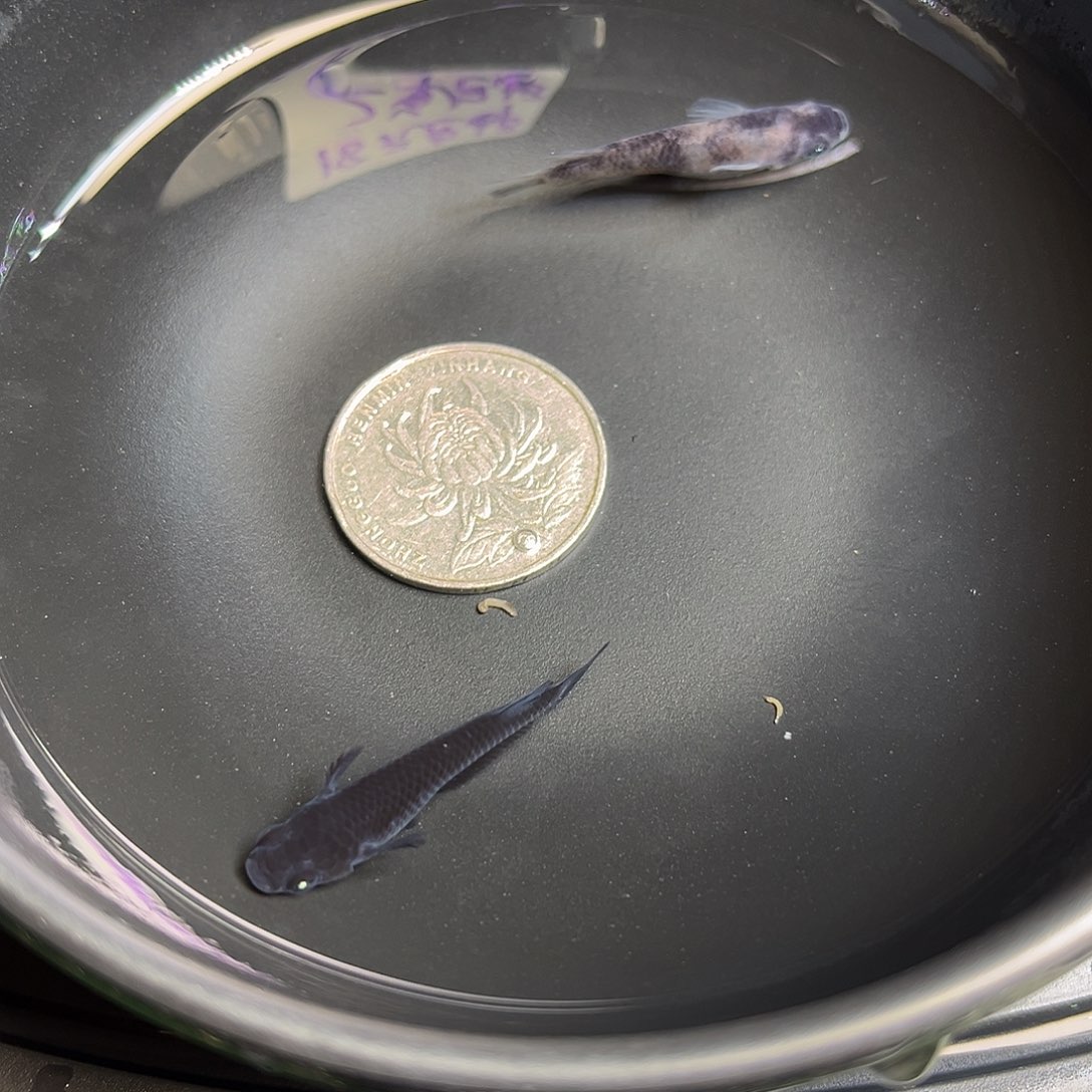 青鳉鱼地球眼两条50号