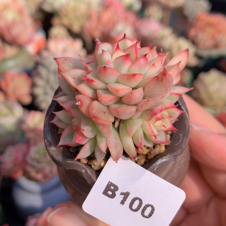 一物一拍含盆土满38包邮B100